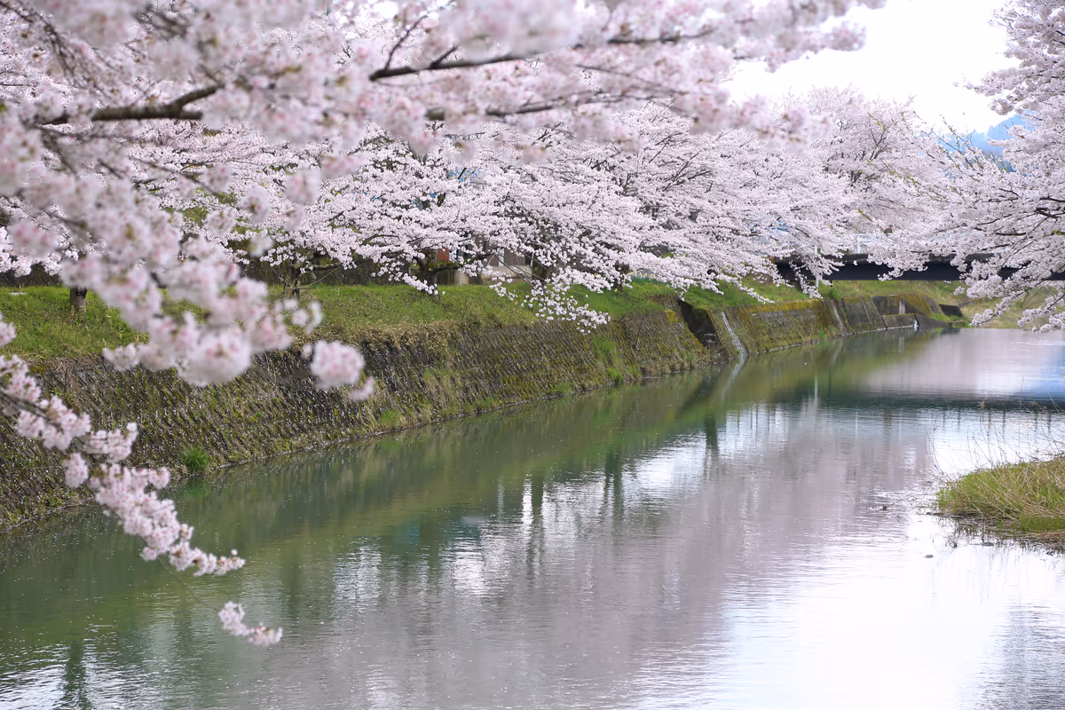 投稿写真：春の小川