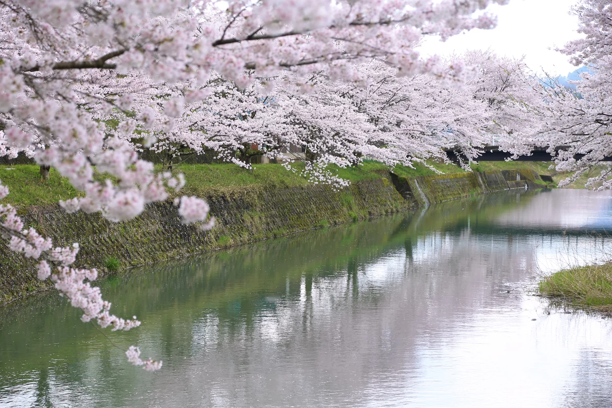 投稿写真：春の小川