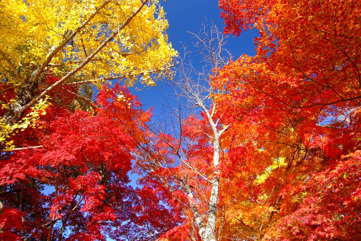 投稿写真：秋、碧空へ