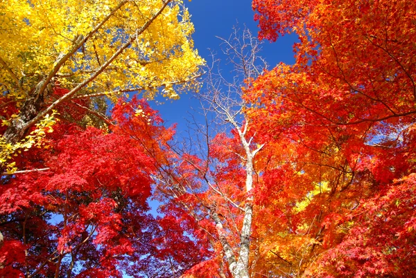 投稿：秋、碧空へ