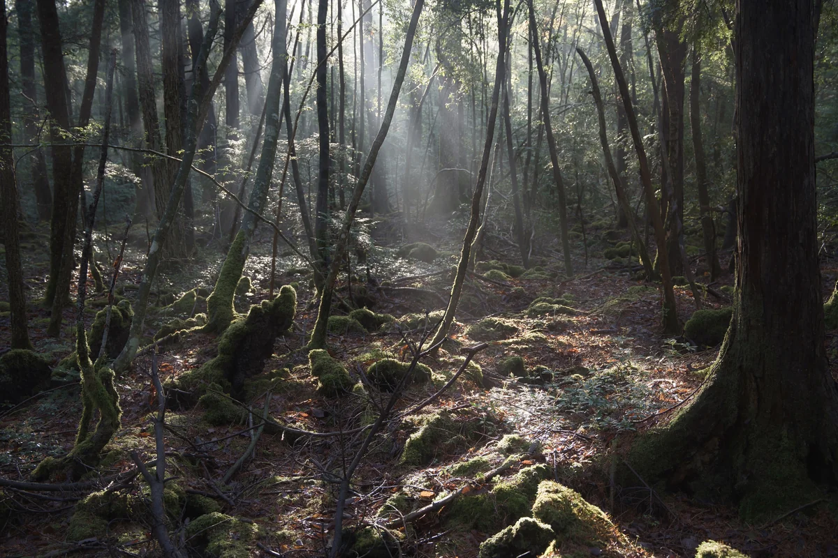 投稿写真：朝陽浴びる木々