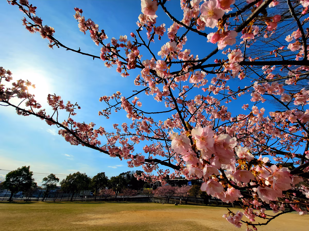 投稿写真：久原公園の河津桜