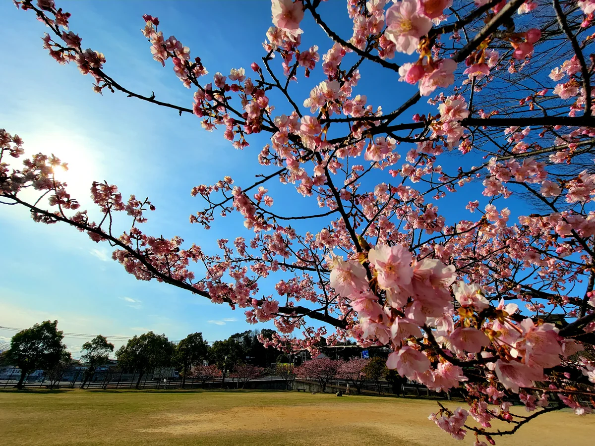投稿写真：久原公園の河津桜