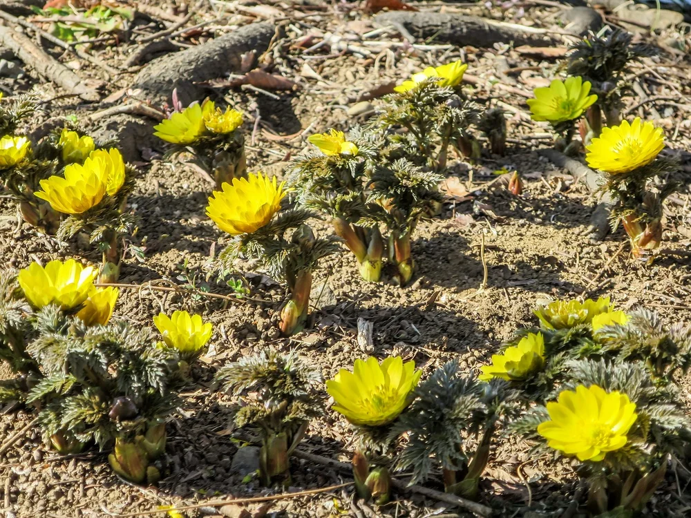 投稿写真：福寿草