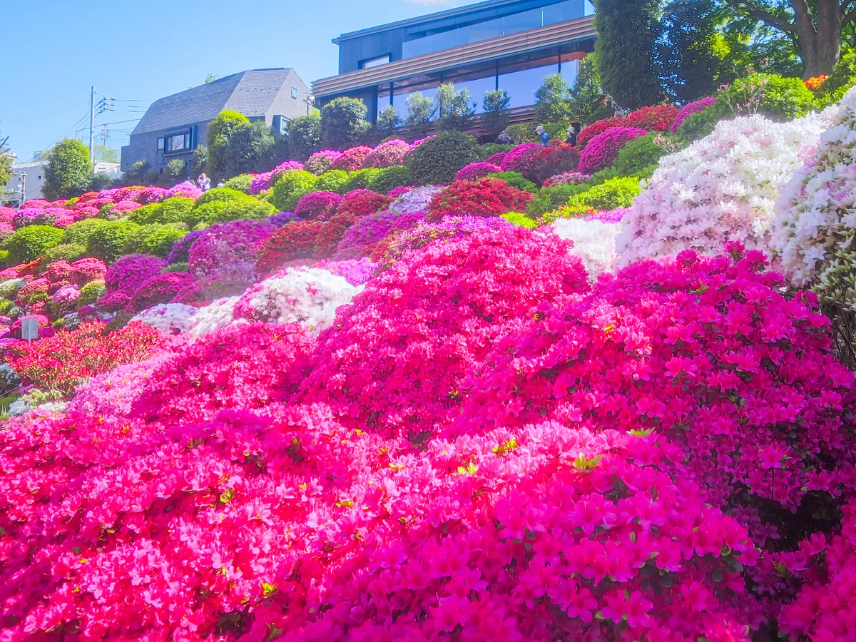 投稿写真：色とりどりのツツジ