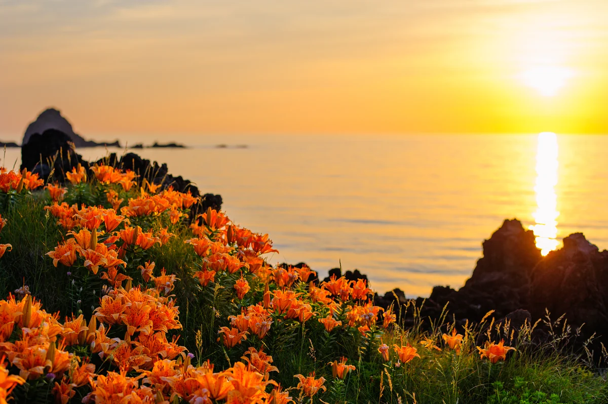 投稿写真：夕映えの岩百合