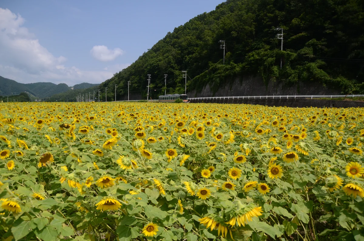 投稿写真：ローカル鉄道とひまわり畑