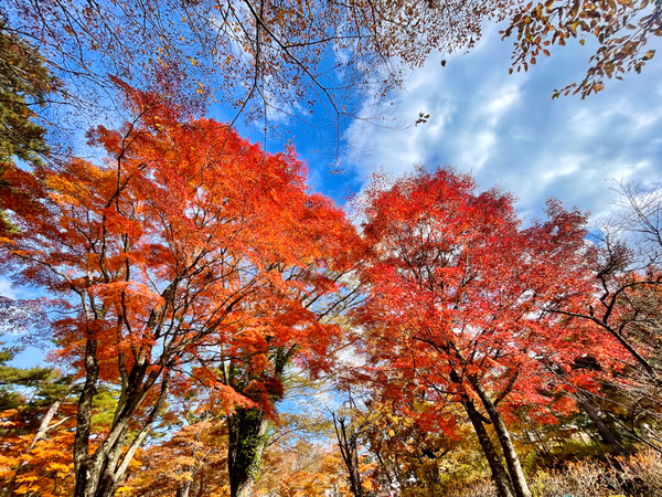 投稿：紅葉まつり