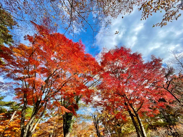 投稿：紅葉まつり