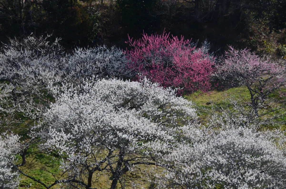 投稿写真：月ヶ瀬梅林　淡い春日向