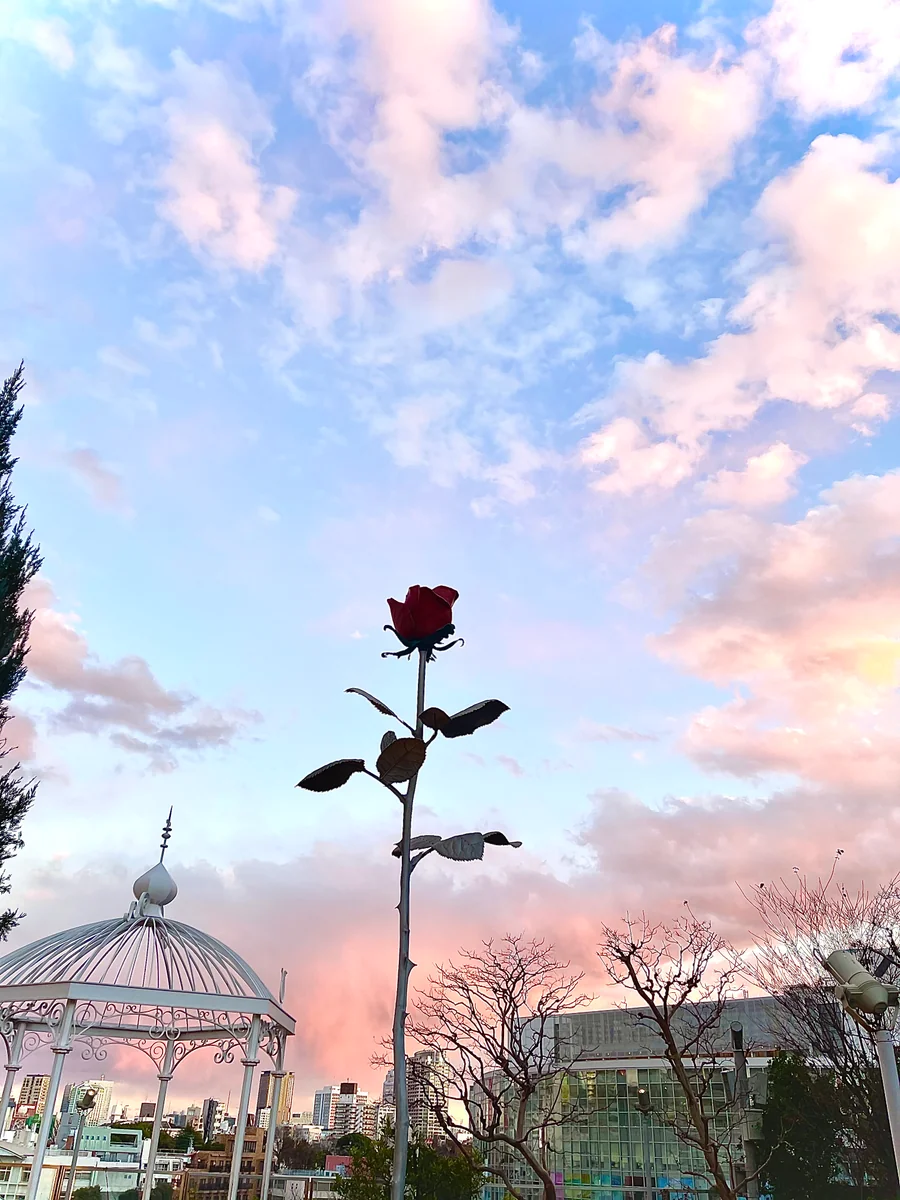 投稿写真：夕暮薔薇一輪