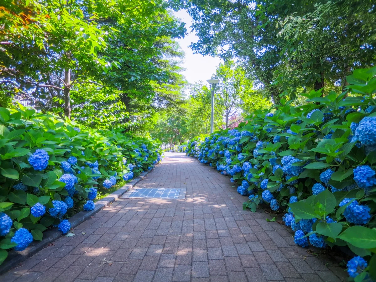 投稿写真：アジサイの小径