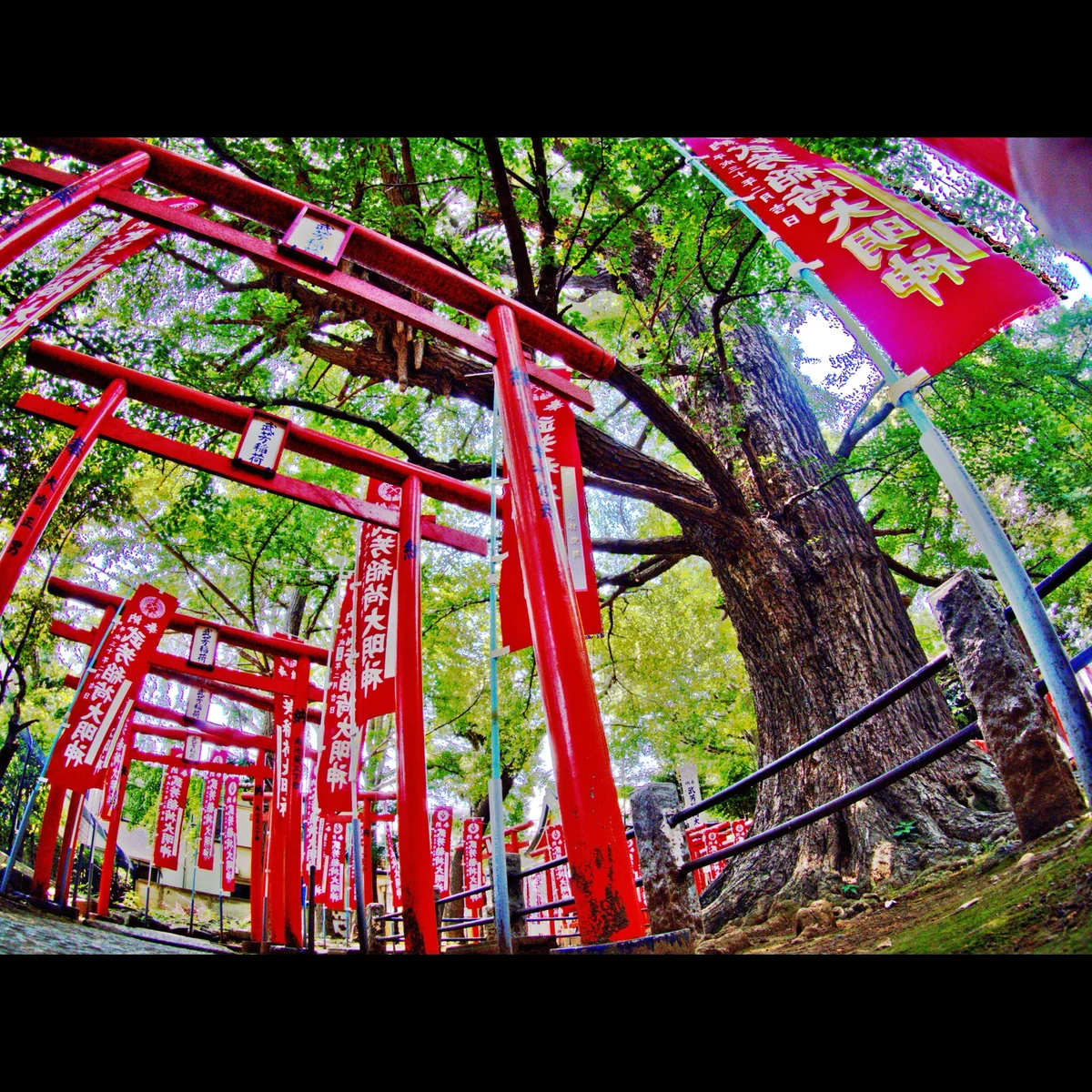 投稿写真：大銀杏