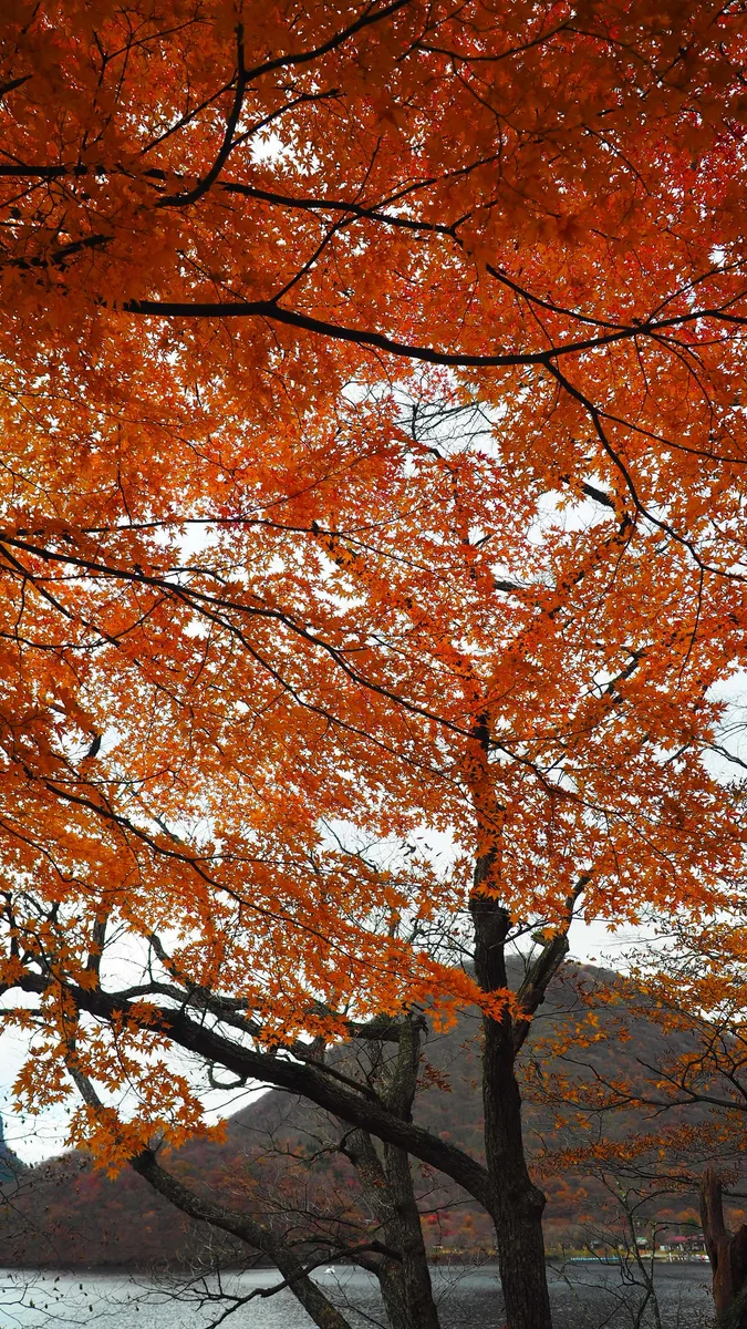 投稿写真：榛名湖　秋色の湖畔