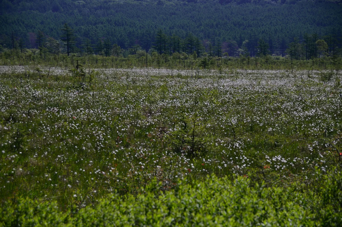 投稿写真：ワタスゲの原野