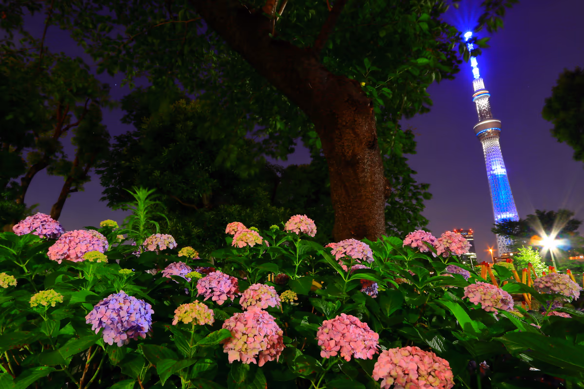 投稿写真：紫陽花とスカイツリー１