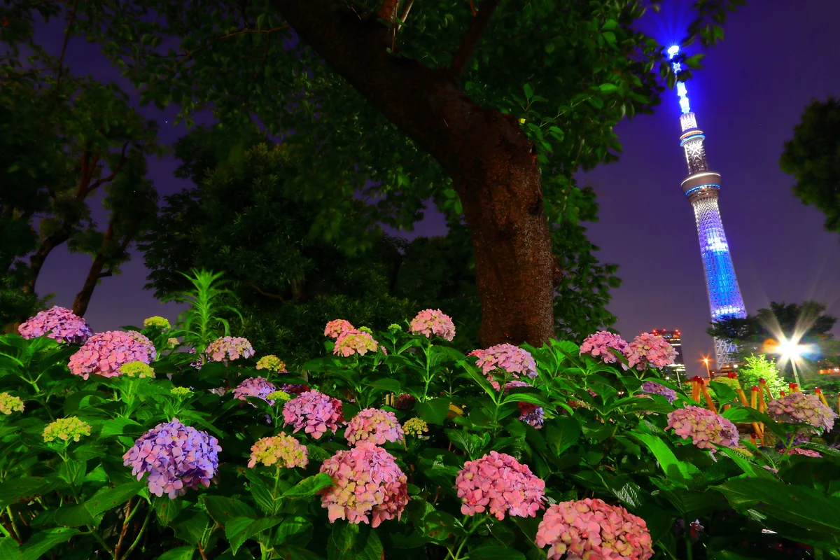 投稿写真：紫陽花とスカイツリー１