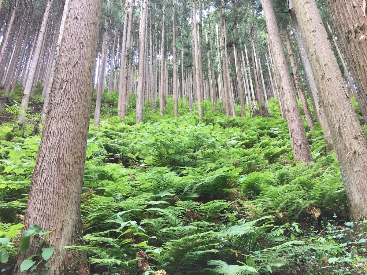 投稿写真：杉
