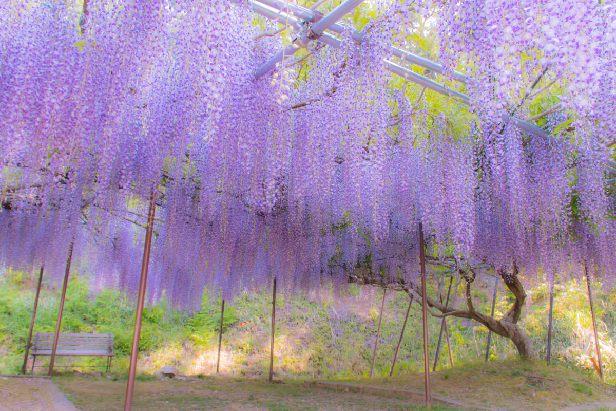投稿写真：藤の花のシャワーを浴びに