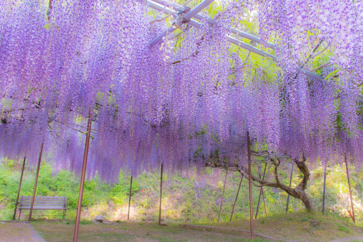 投稿写真：藤の花のシャワーを浴びに