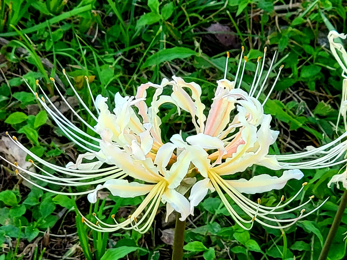 千夏さんの投稿写真