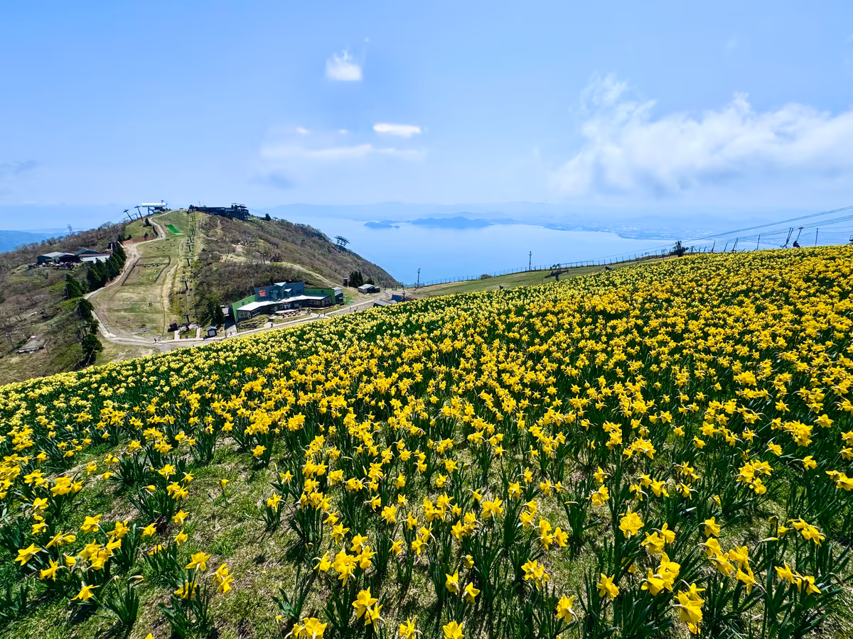 投稿写真：天空のお花畑 水仙の丘