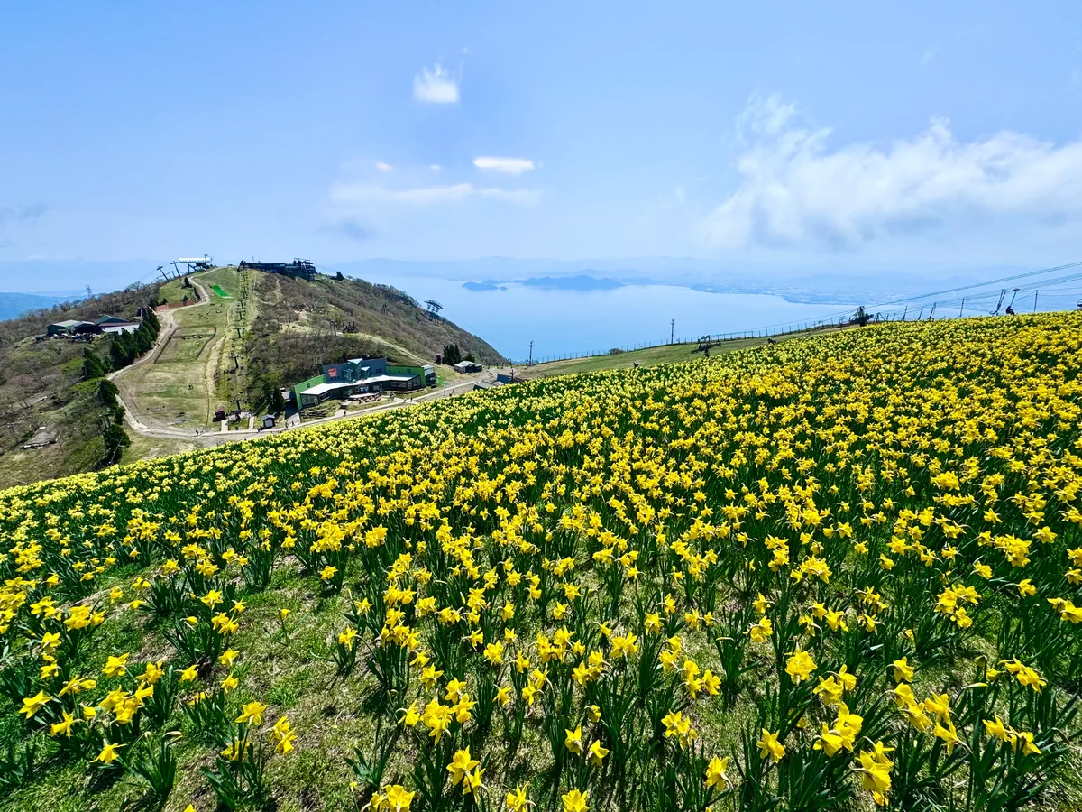 投稿写真：天空のお花畑 水仙の丘