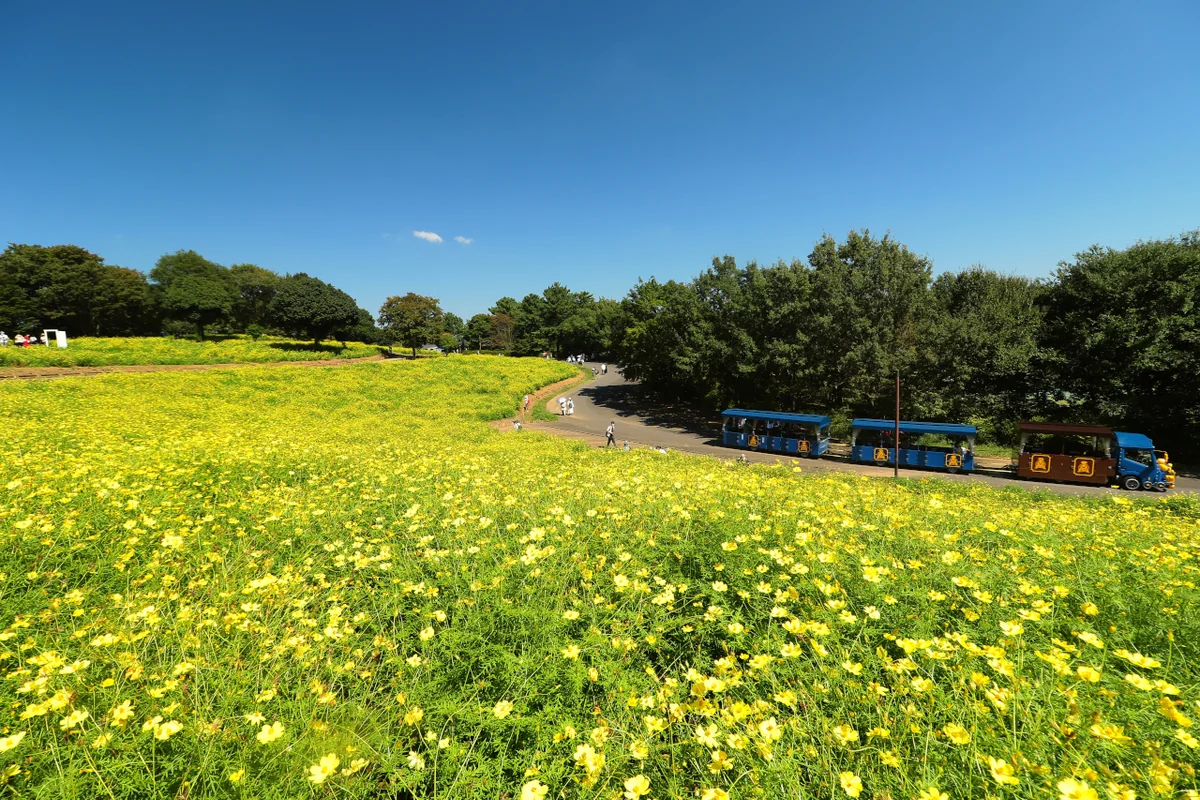 投稿写真：秋桜日和