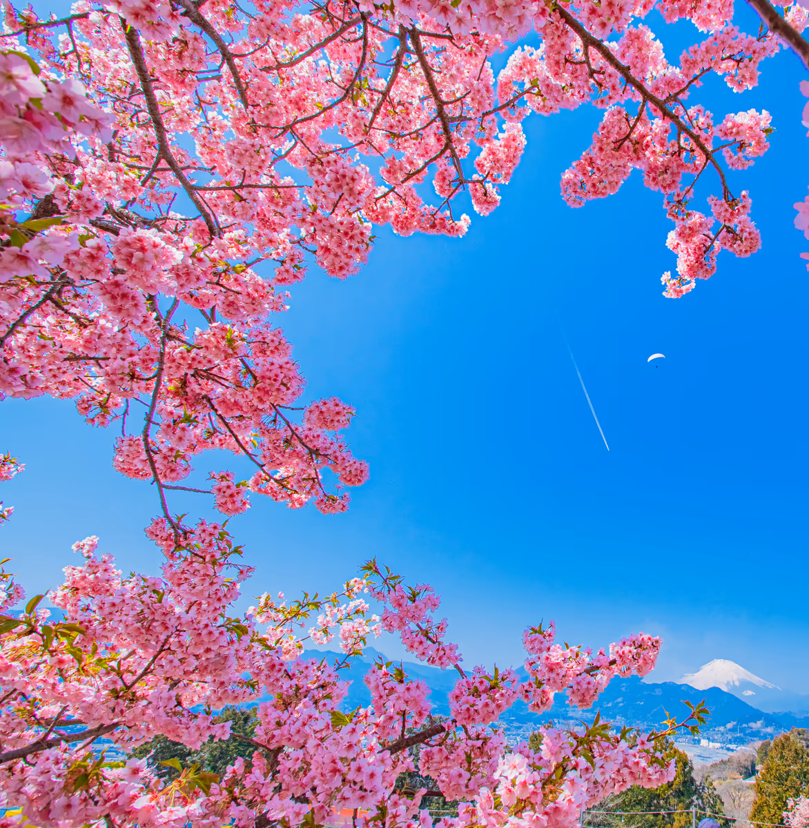 投稿写真：富士山と飛行雲とパラグライダーと河津桜
