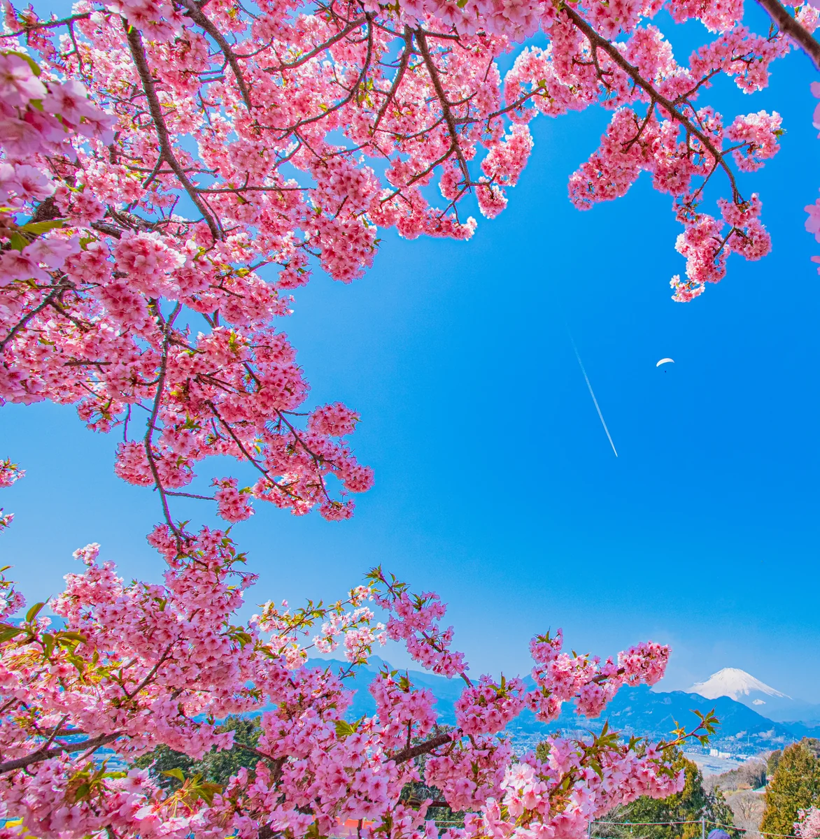 投稿写真：富士山と飛行雲とパラグライダーと河津桜