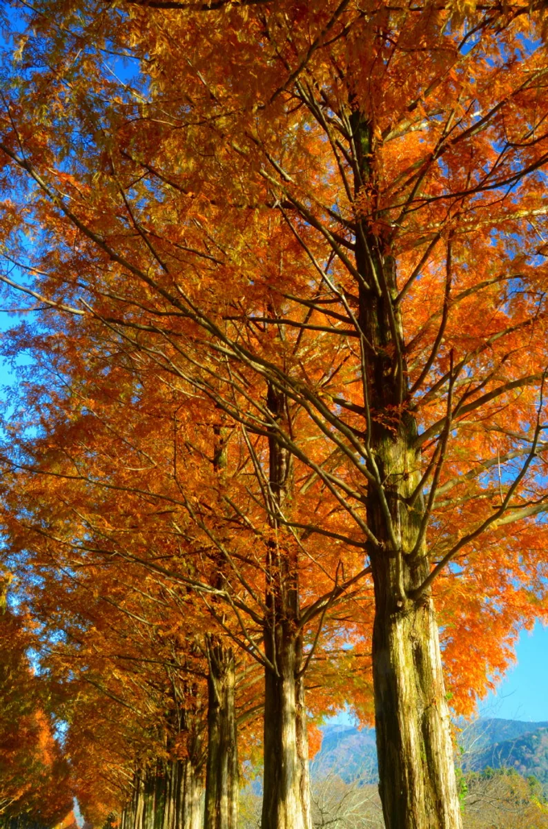 投稿写真：秋のメタセコイア並木