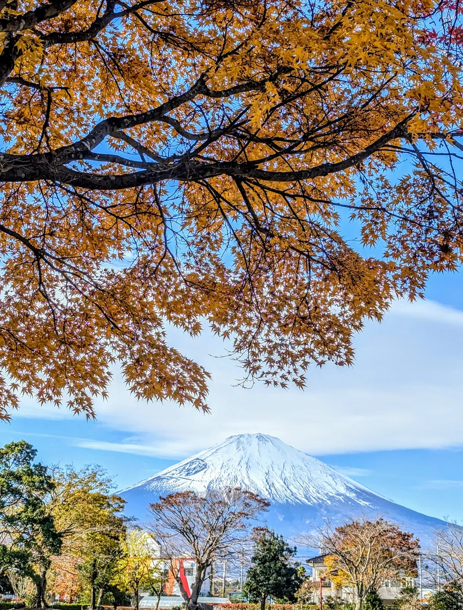 投稿写真：御殿場中央公園の紅葉