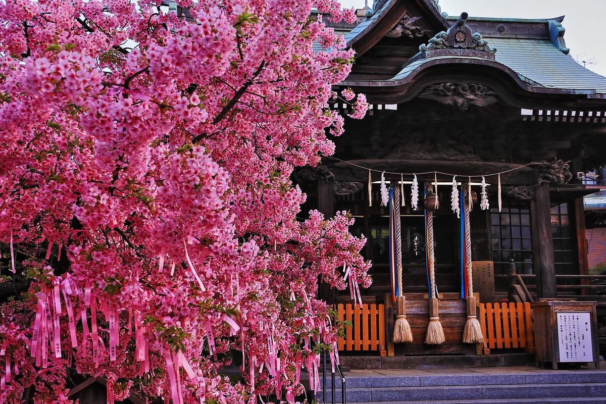 投稿写真：桜神宮