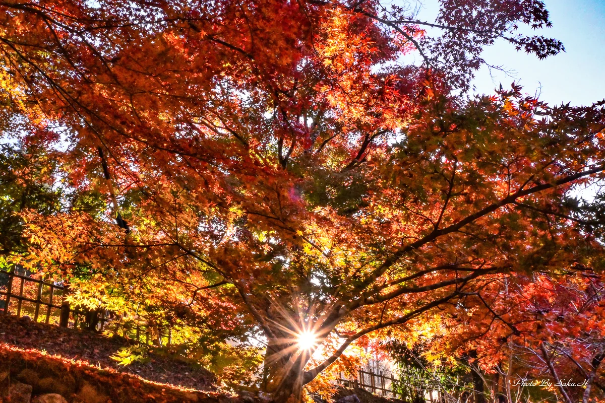投稿写真：朝日を浴びて