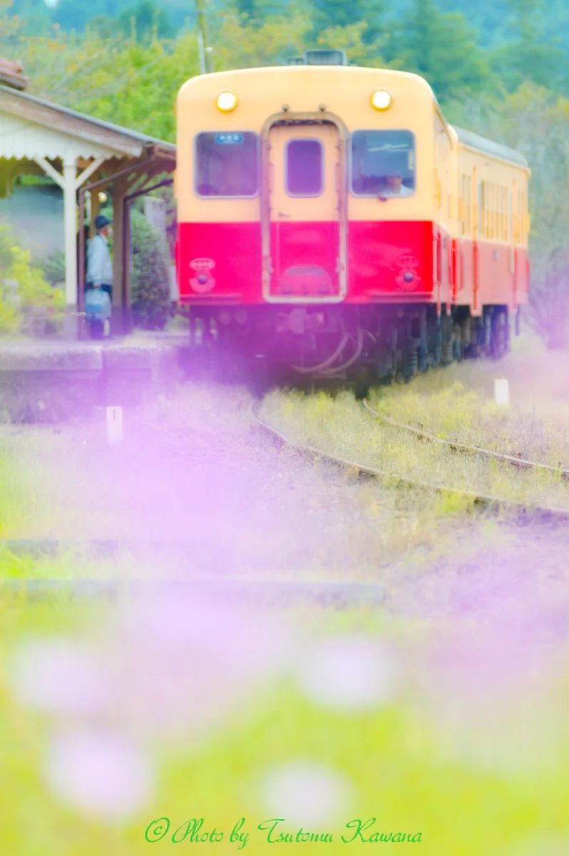投稿写真：秋の旅路は秋桜色がひっそりと。