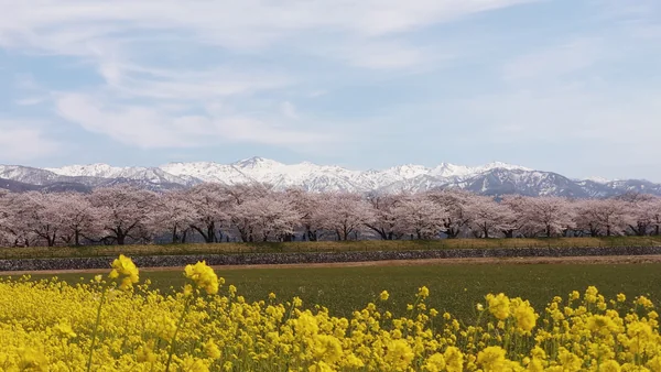 投稿：春の三重奏