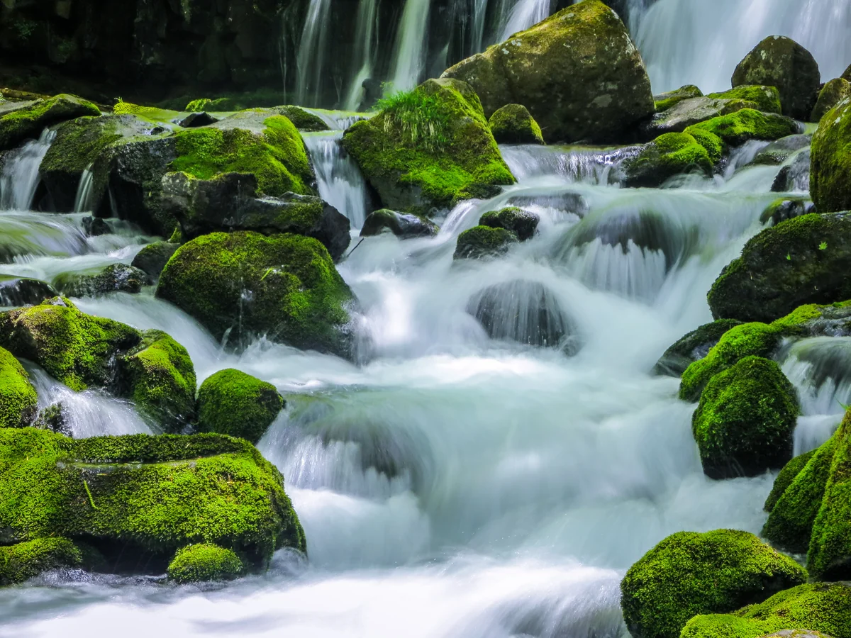 投稿写真：苔の渓流