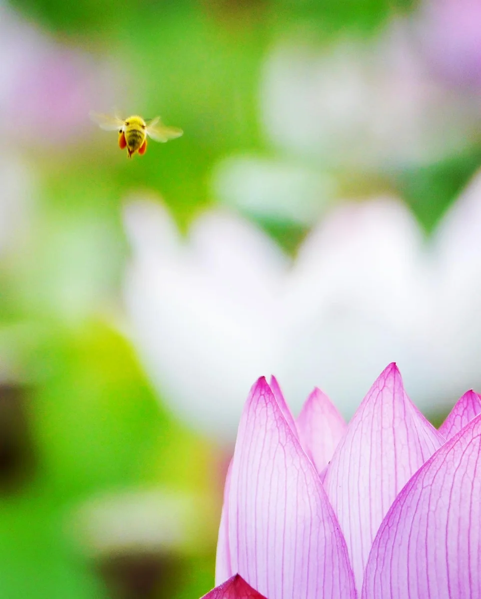 投稿写真：小さな命がまた別の新しい命を紡ぐ、愛おしい小さな世界