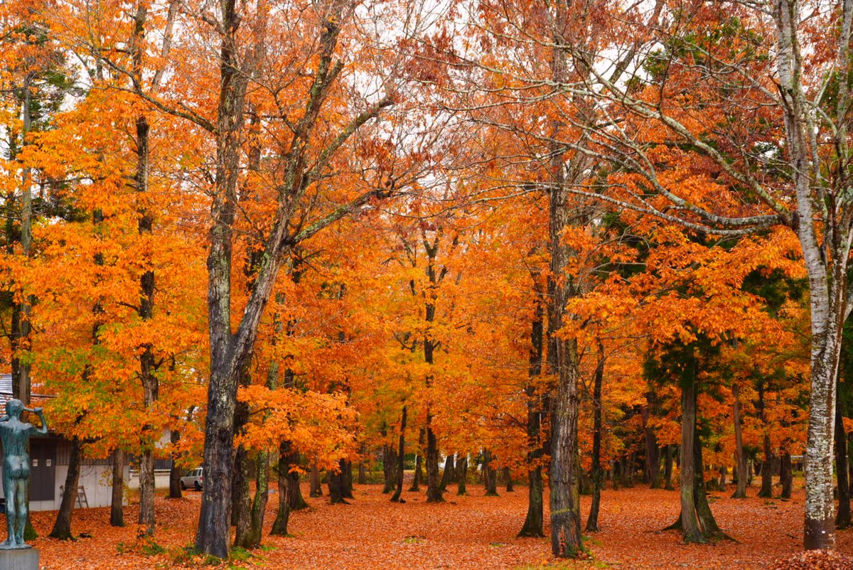 投稿写真：紅葉