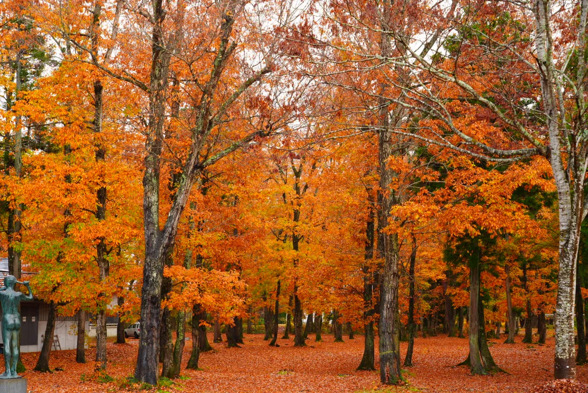 投稿写真：紅葉