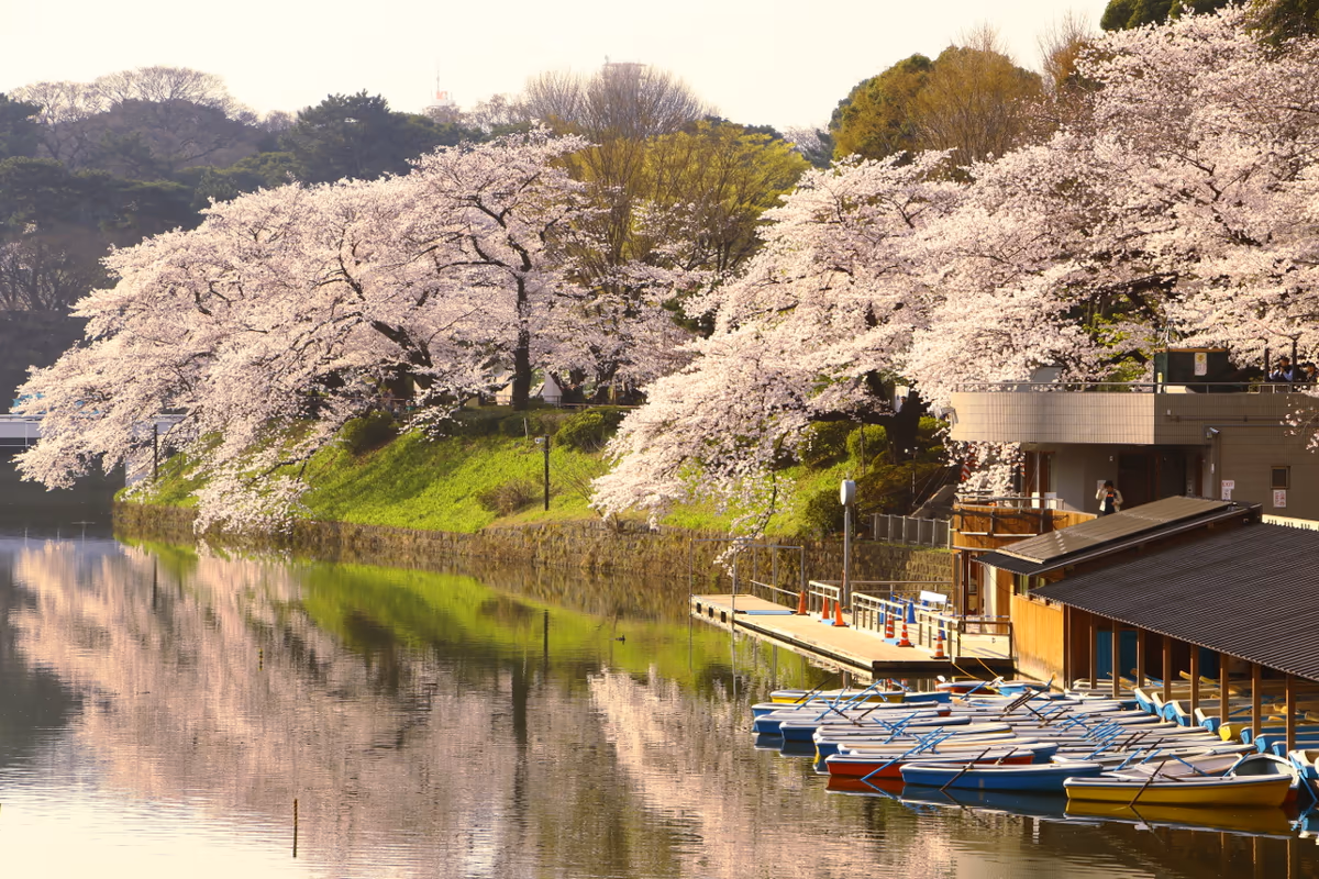 投稿写真：桜