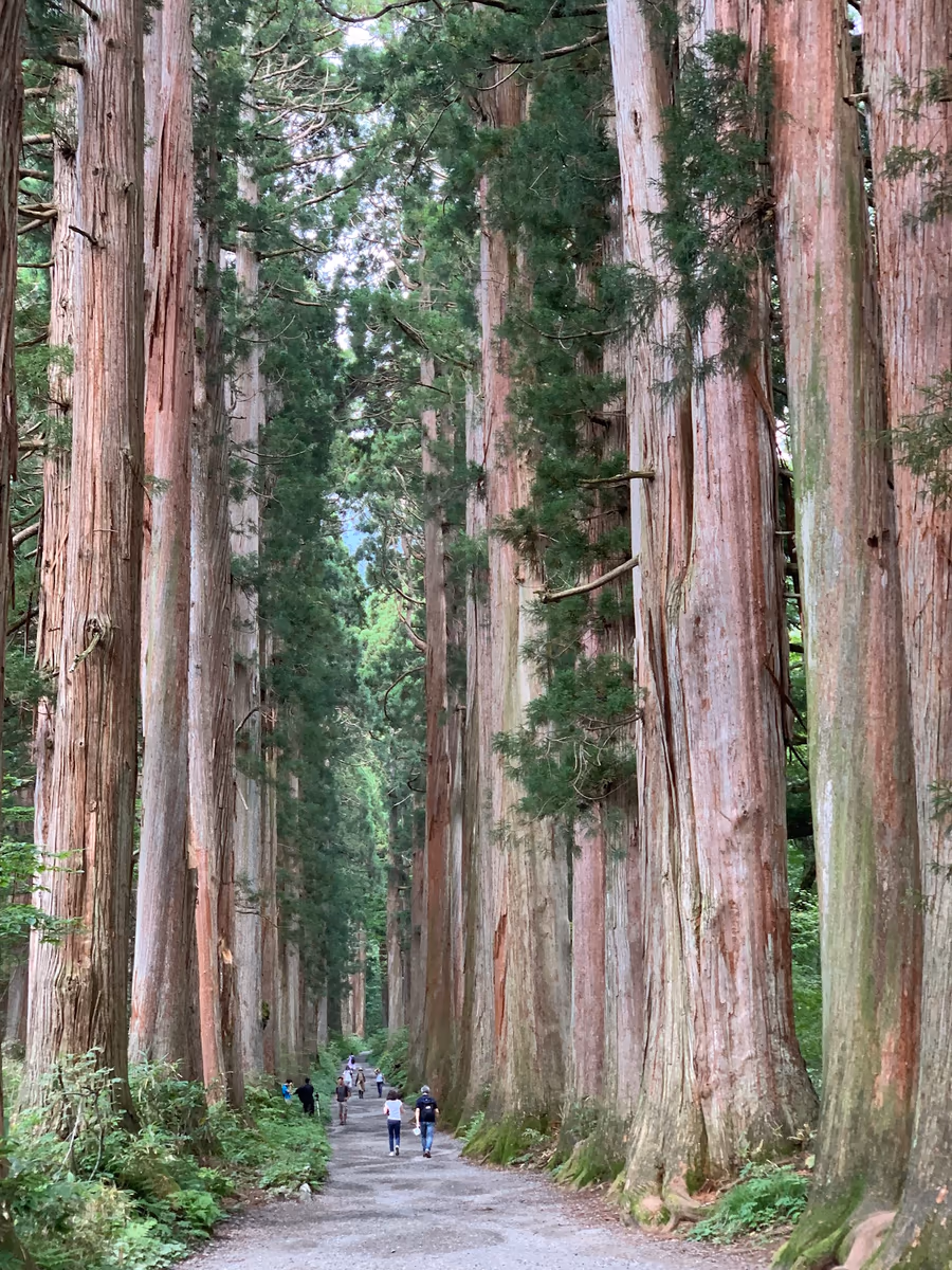 投稿写真：戸隠神社　参道