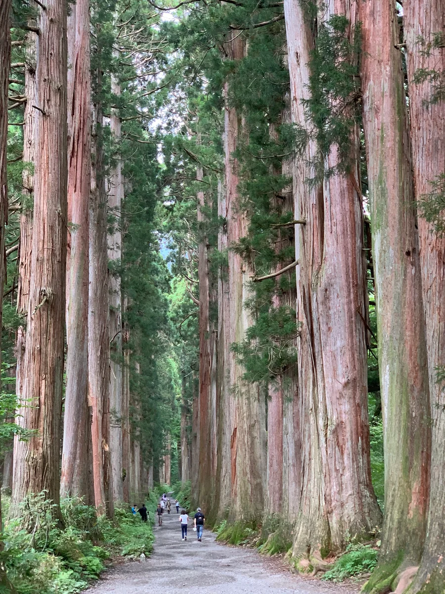 投稿写真：戸隠神社　参道