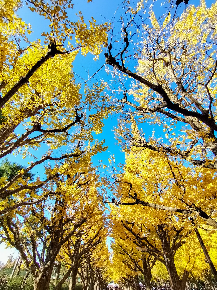 投稿写真：青空に映えるいちょう並木の黄葉