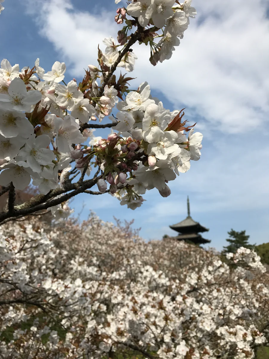 投稿写真：御室桜と五重塔
