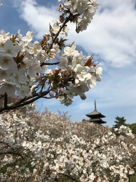 投稿：御室桜と五重塔