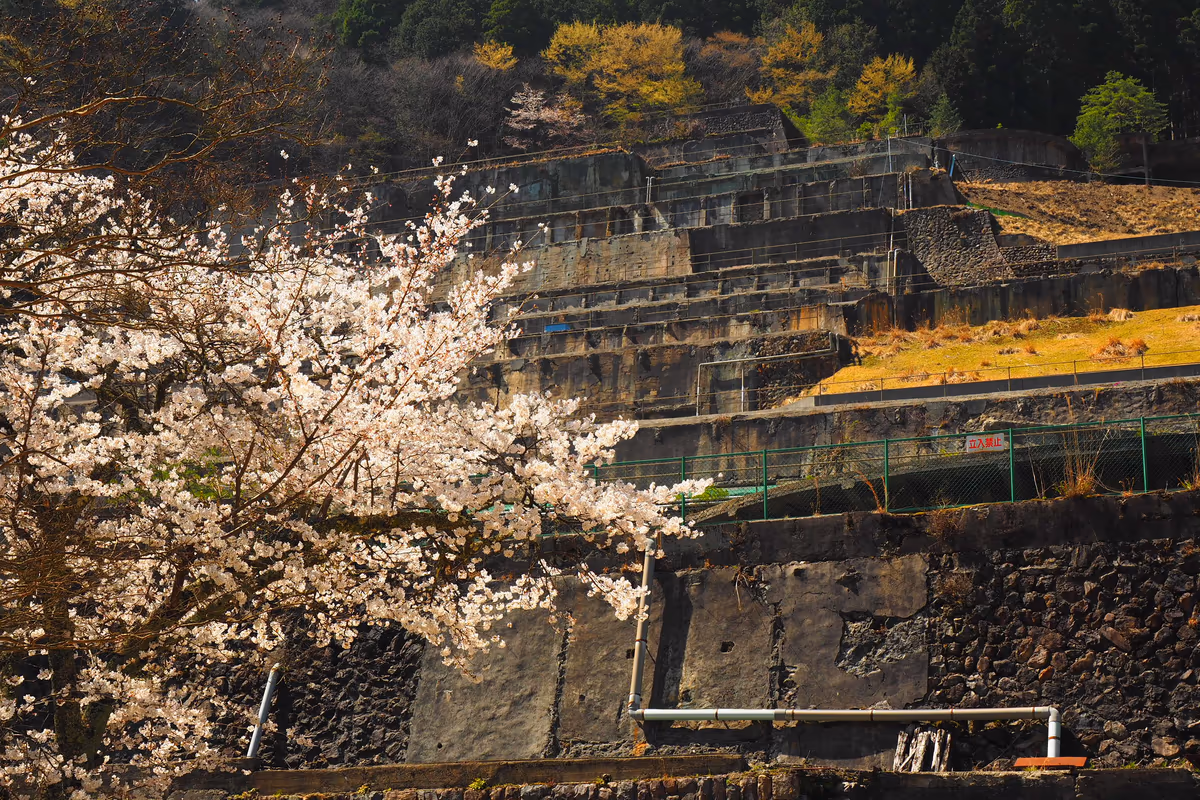 投稿写真：桜咲く選鉱所跡