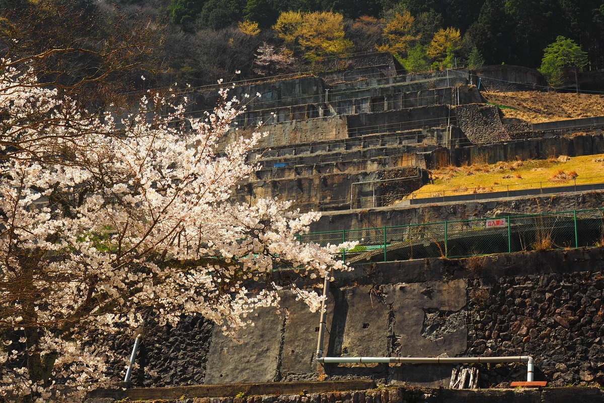 投稿写真：桜咲く選鉱所跡
