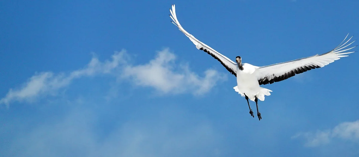 投稿写真：タンチョウ鶴