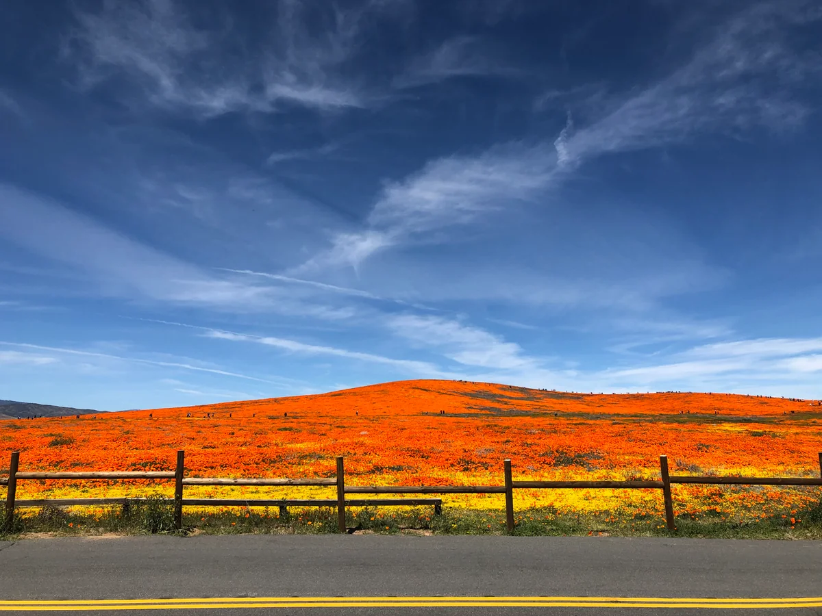 投稿写真：カリフォルニアポピーの丘